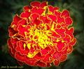 French marigold,گل جعفری

